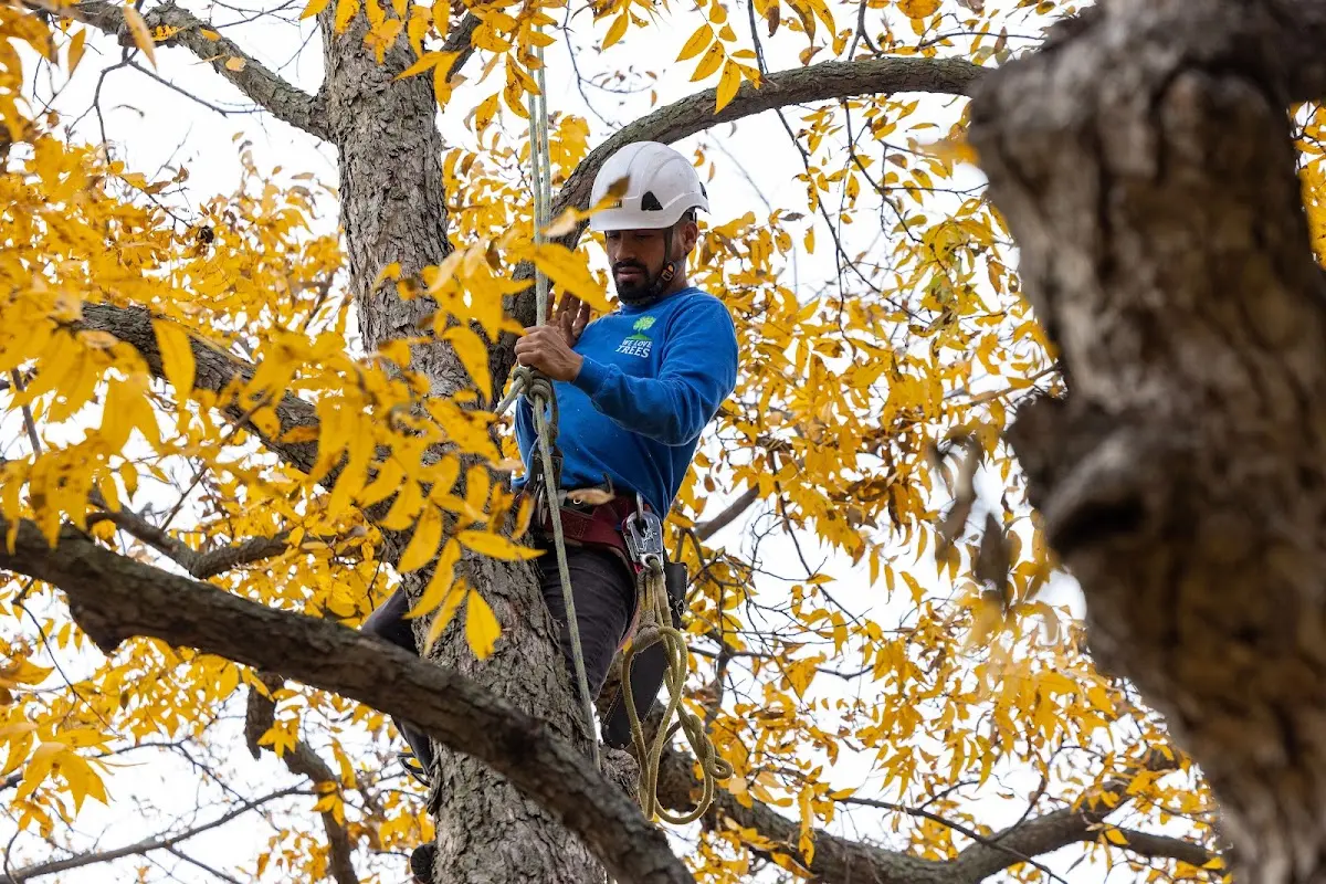 Skilled Dead Tree Removal crew working in Broaddus